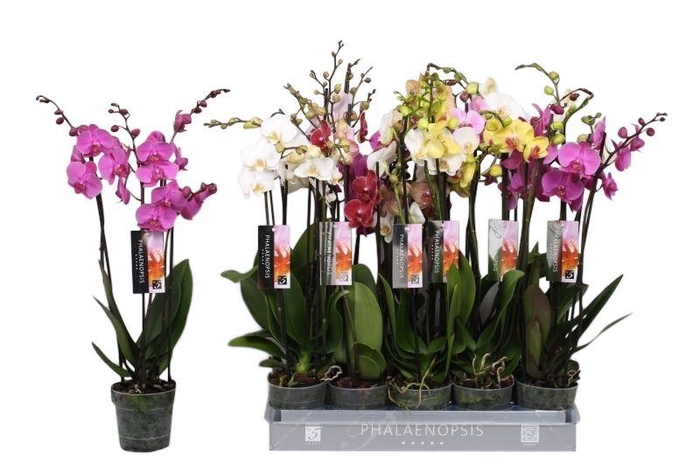 <h4>Phalaenopsis 5 color mix, 4-spike 25+</h4>