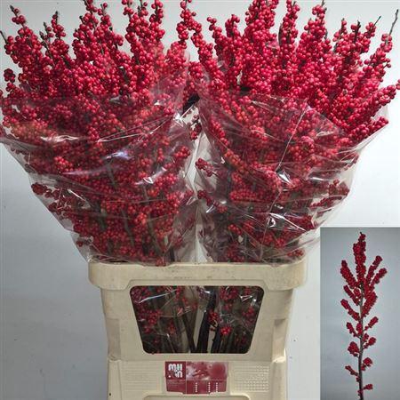 <h4>Ilex Red Dream 100cm</h4>