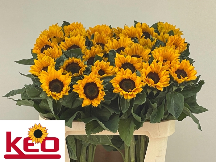 <h4>HELI SUNRICH ORANGE</h4>