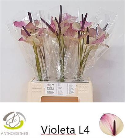 <h4>Anth A Maxima Violeta 40cm</h4>