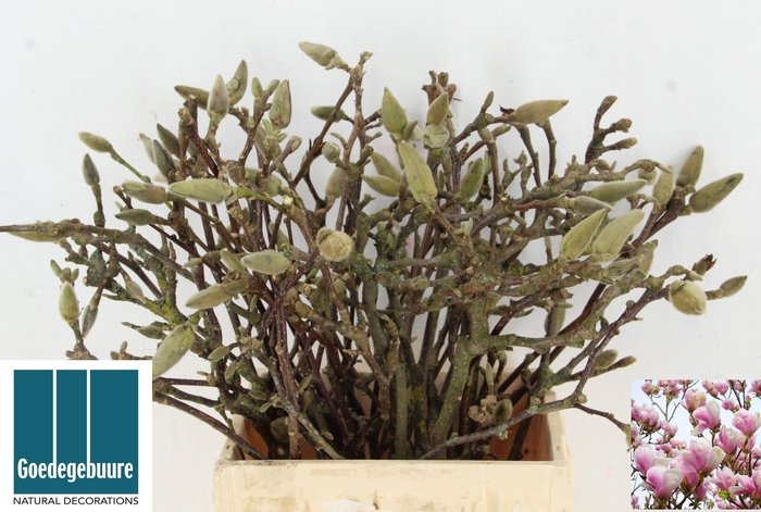 <h4>MAGNOLIA OV</h4>