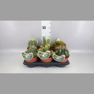 Cactus   ...mix