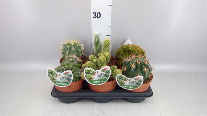 <h4>Cactus   ...mix</h4>
