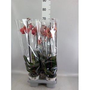 Phalaenopsis  'Ant Narbonne'