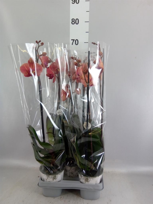 <h4>Phalaenopsis  'Ant Narbonne'</h4>