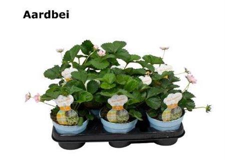<h4>Fragaria Overig Aardbei</h4>