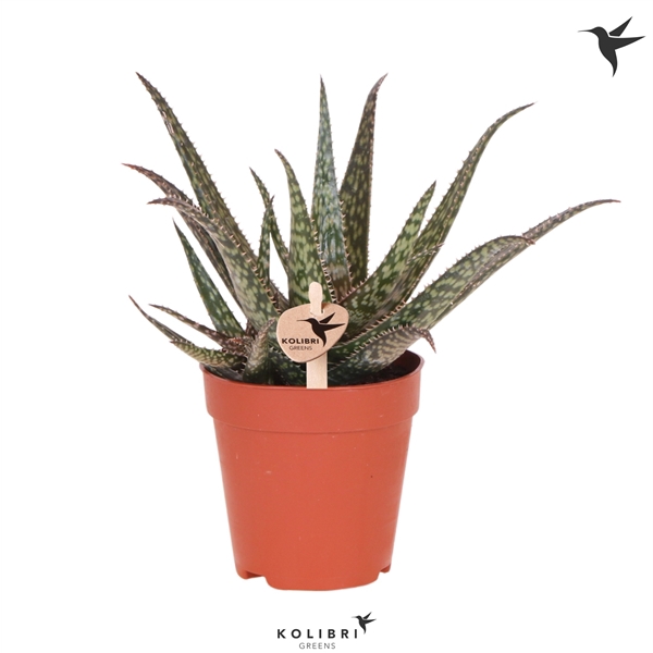 <h4>Kolibri Greens Succulenten Aloë Saponi</h4>
