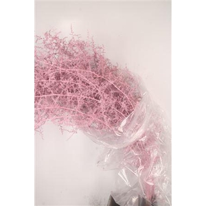 Asparagus Salv. L Pink