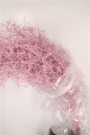 <h4>Asparagus Salv. L Pink</h4>