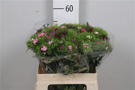 <h4>Di Barb S W Gem</h4>