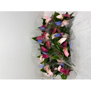 Anthurium Joli Duo gemengd in pot