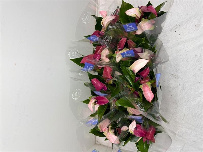 <h4>Anthurium Joli Duo gemengd in pot</h4>