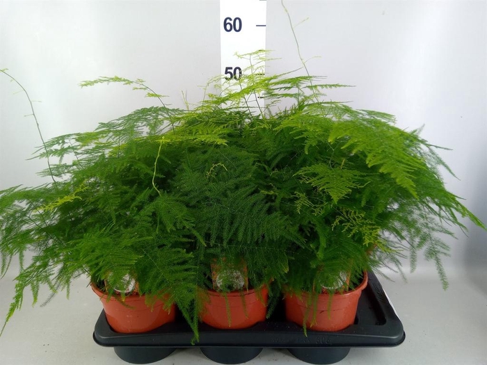 <h4>Asparagus setaceus</h4>