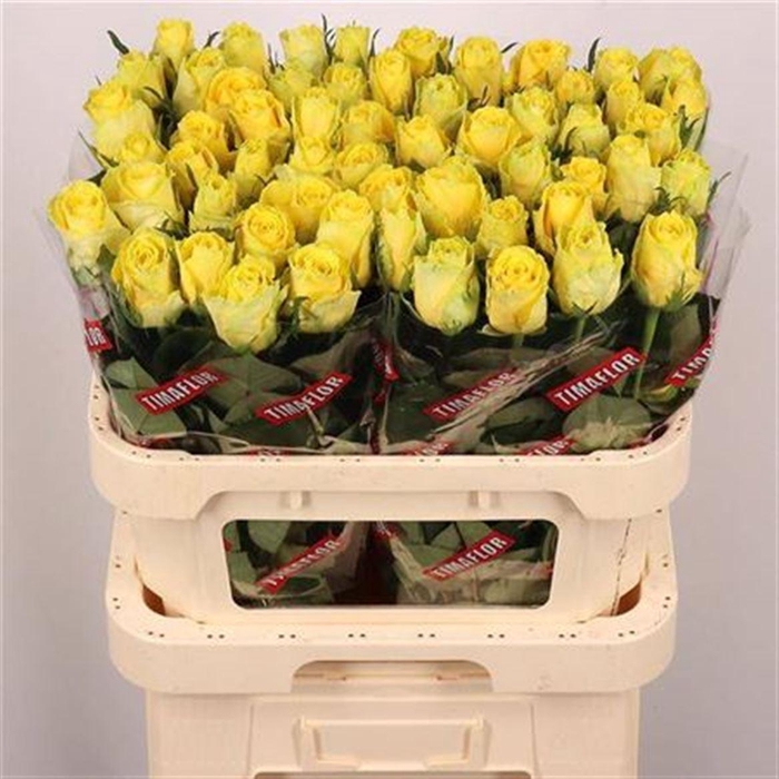 <h4>R Gr Good Times</h4>