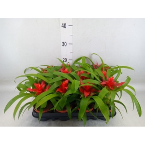 Guzmania  'Tempo'