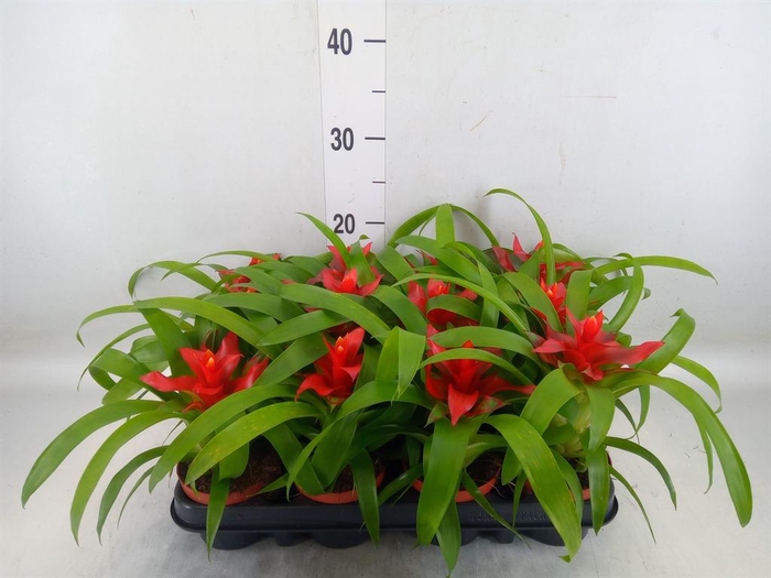 <h4>Guzmania 'Tempo'</h4>
