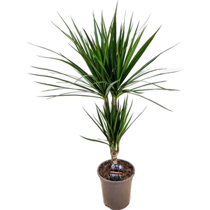 Dracaena marginata Green 30-10