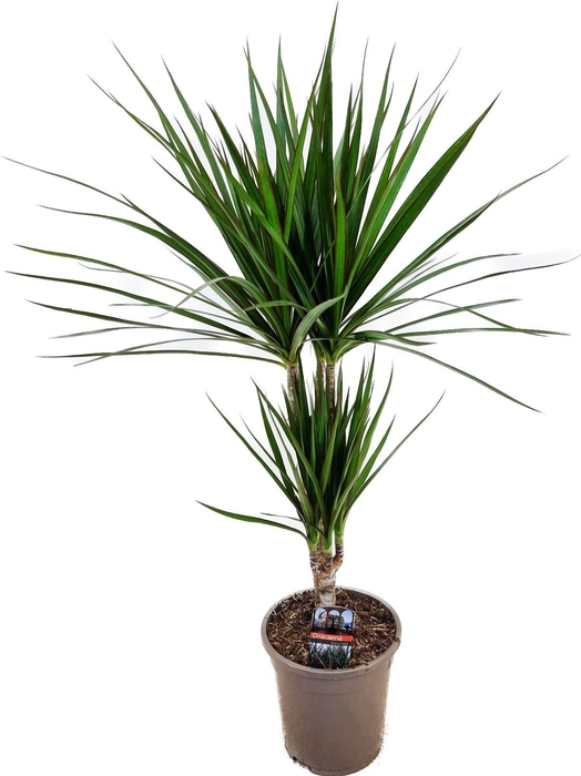 <h4>Dracaena marginata Green 30-10</h4>