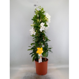 Mandevilla sand. 'SumStar White'