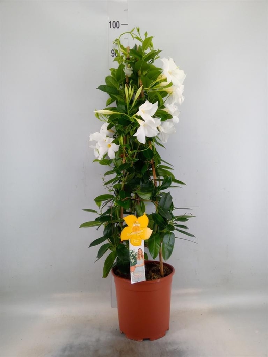 <h4>Mandevilla sand. 'SumStar White'</h4>