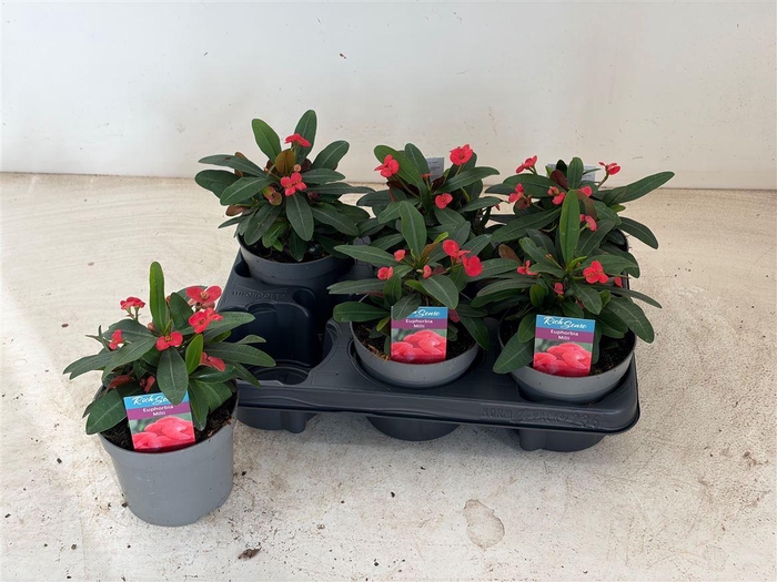 <h4>arr8 Euphor Mi Maxi Olymp</h4>