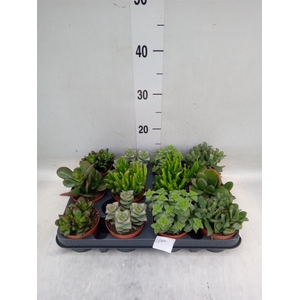 Crassula   ...mix