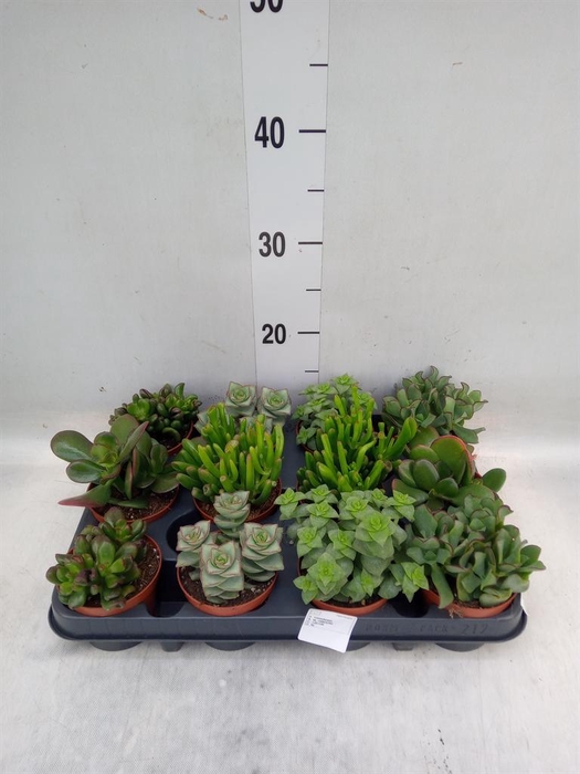 <h4>Crassula   ...mix</h4>