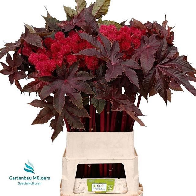 <h4>RICINUS COM IMPALA</h4>