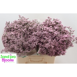 Limonium Safora Oshi Pink