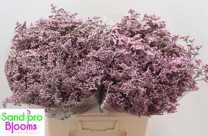 <h4>Limonium Safora Oshi Pink</h4>