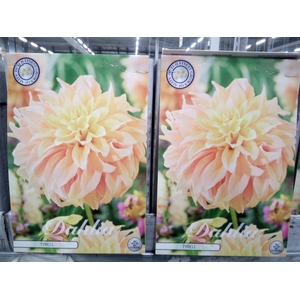 Dahlia   ...flowerbulbs