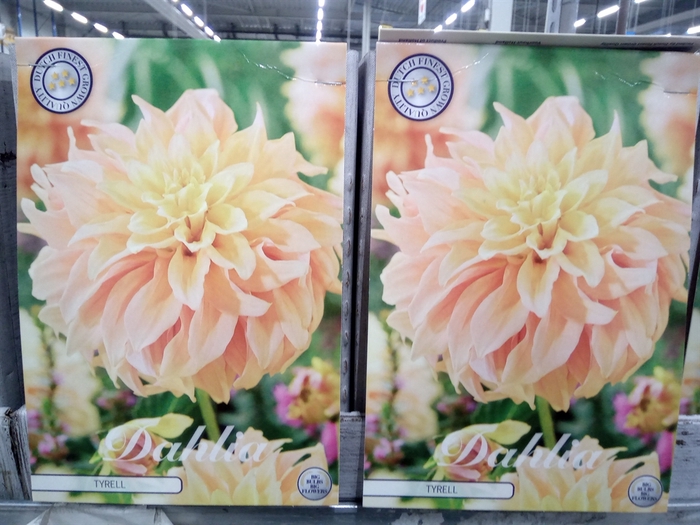 <h4>Dahlia   ...flowerbulbs</h4>