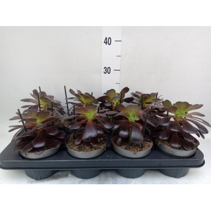 Aeonium arboreum 'Velours'