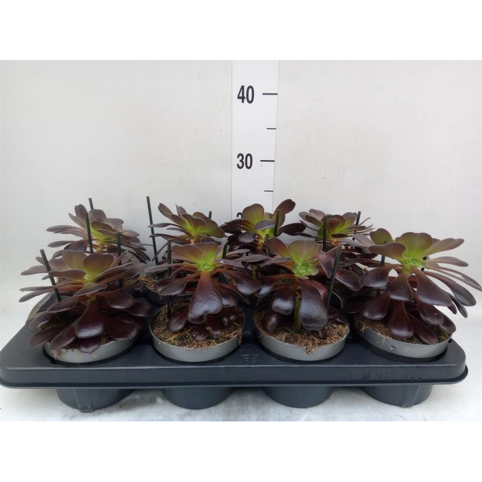 <h4>Aeonium arboreum 'Velours'</h4>