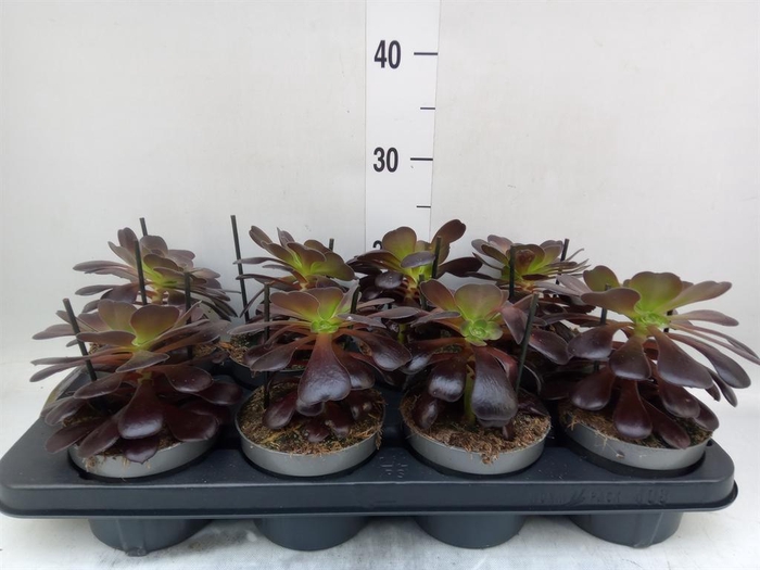 <h4>Aeonium arboreum 'Velours'</h4>
