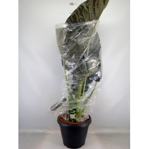 Alocasia  'Regal Shields'