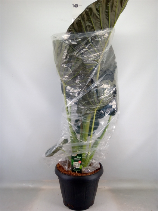 <h4>Alocasia  'Regal Shields'</h4>