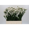 Limonium sinuatum Silvery Sun Birds