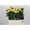 Paeonia Bowl Of Cream
