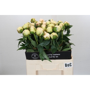 Paeonia Bowl Of Cream