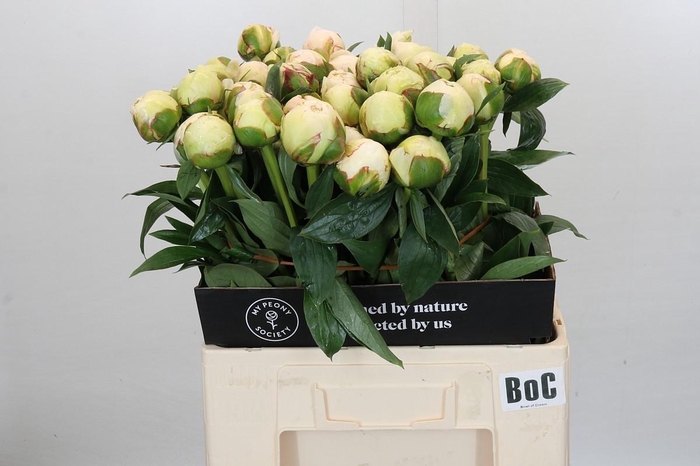 <h4>Paeonia Bowl Of Cream</h4>
