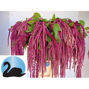 Amaranthus Rosary Van Zetten