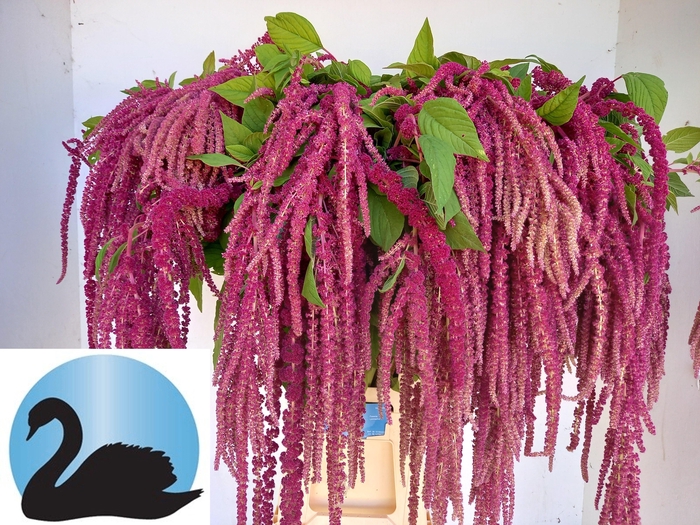<h4>Amaranthus Rosary Van Zetten</h4>