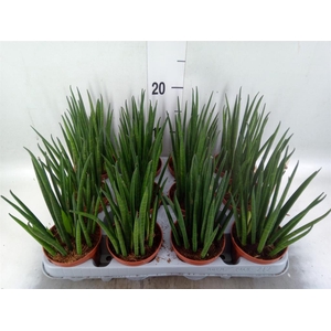 Sansevieria bacularis