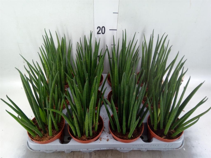 <h4>Sansevieria bacularis</h4>
