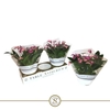 Anthurium Zizou schaal Lila
