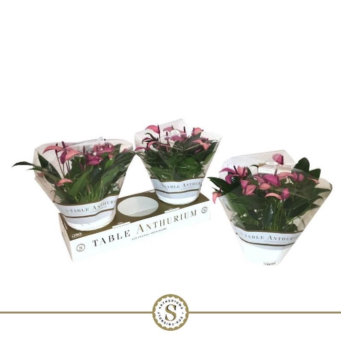<h4>Anthurium Zizou schaal Lila</h4>