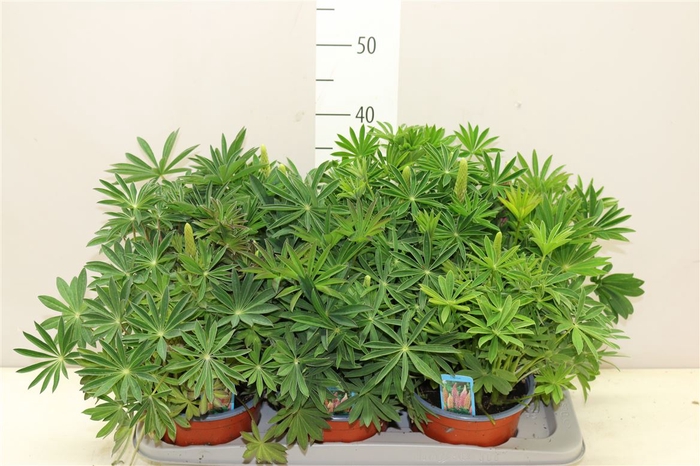 <h4>Lupinus</h4>