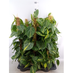 Philodendron scand. 'Brasil'