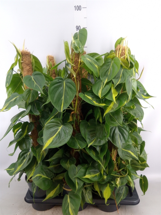 <h4>Philodendron scand. 'Brasil'</h4>